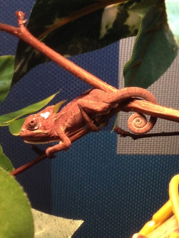 Rocket! You Have To Admit He's Incredibly Handsome ...