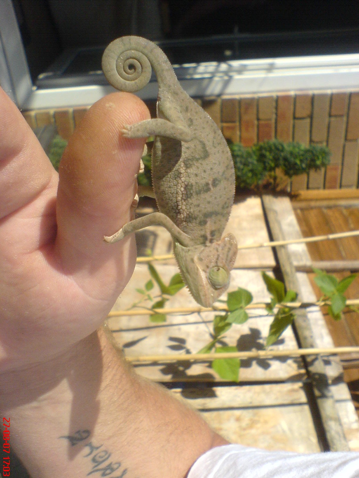 Rocky Vieled Chemeleon