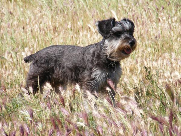 rodent hunting in field