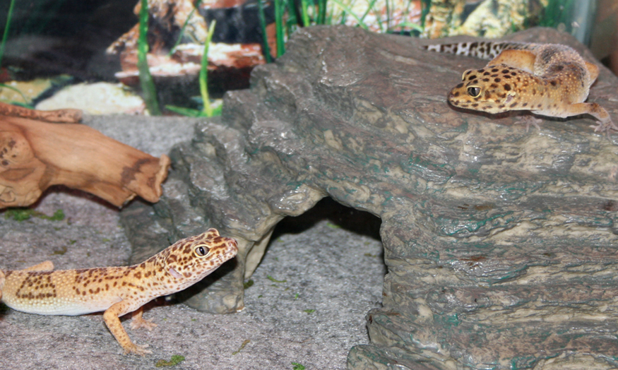 Romeo & Juliet Balcony Scene