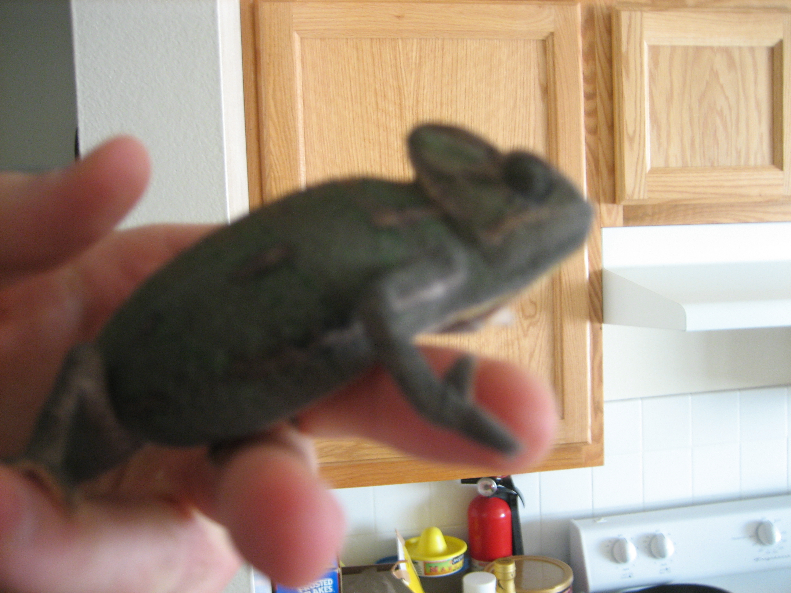 Romeoabout3months004