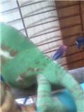 roo2