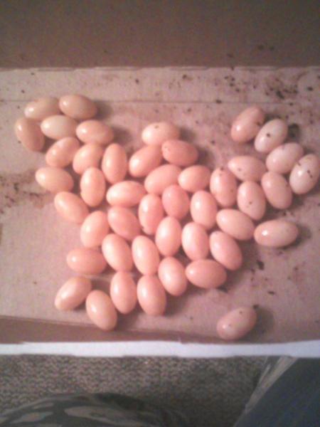 roorooeggs