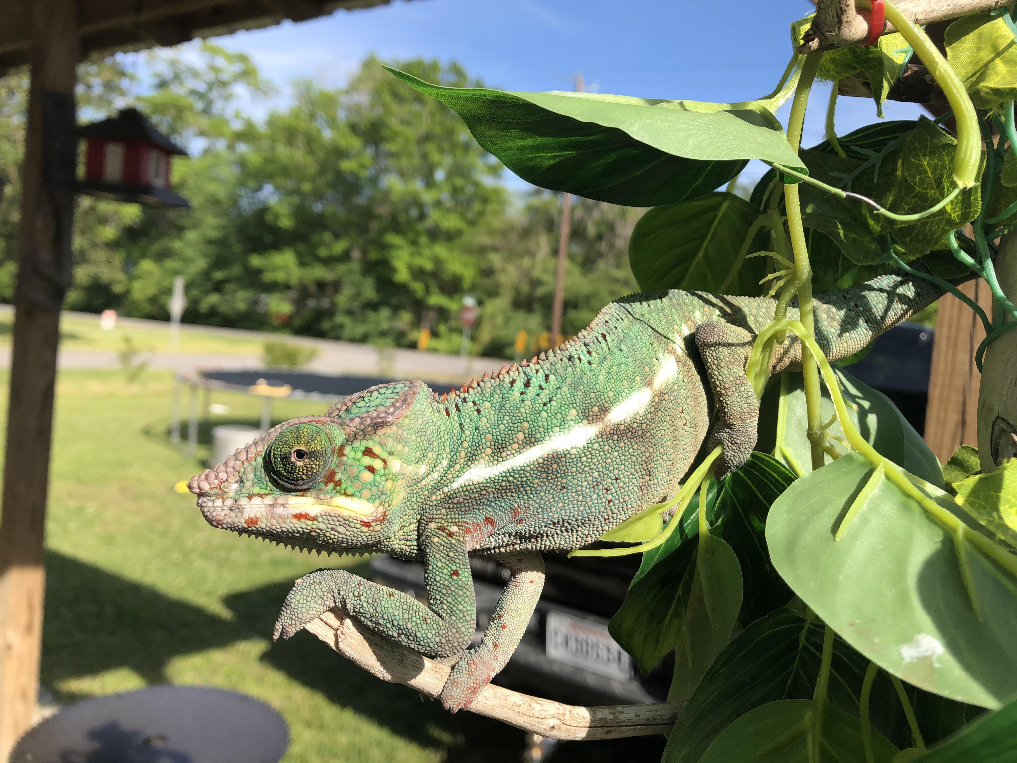 Roux in the Louisiana sun April 2019