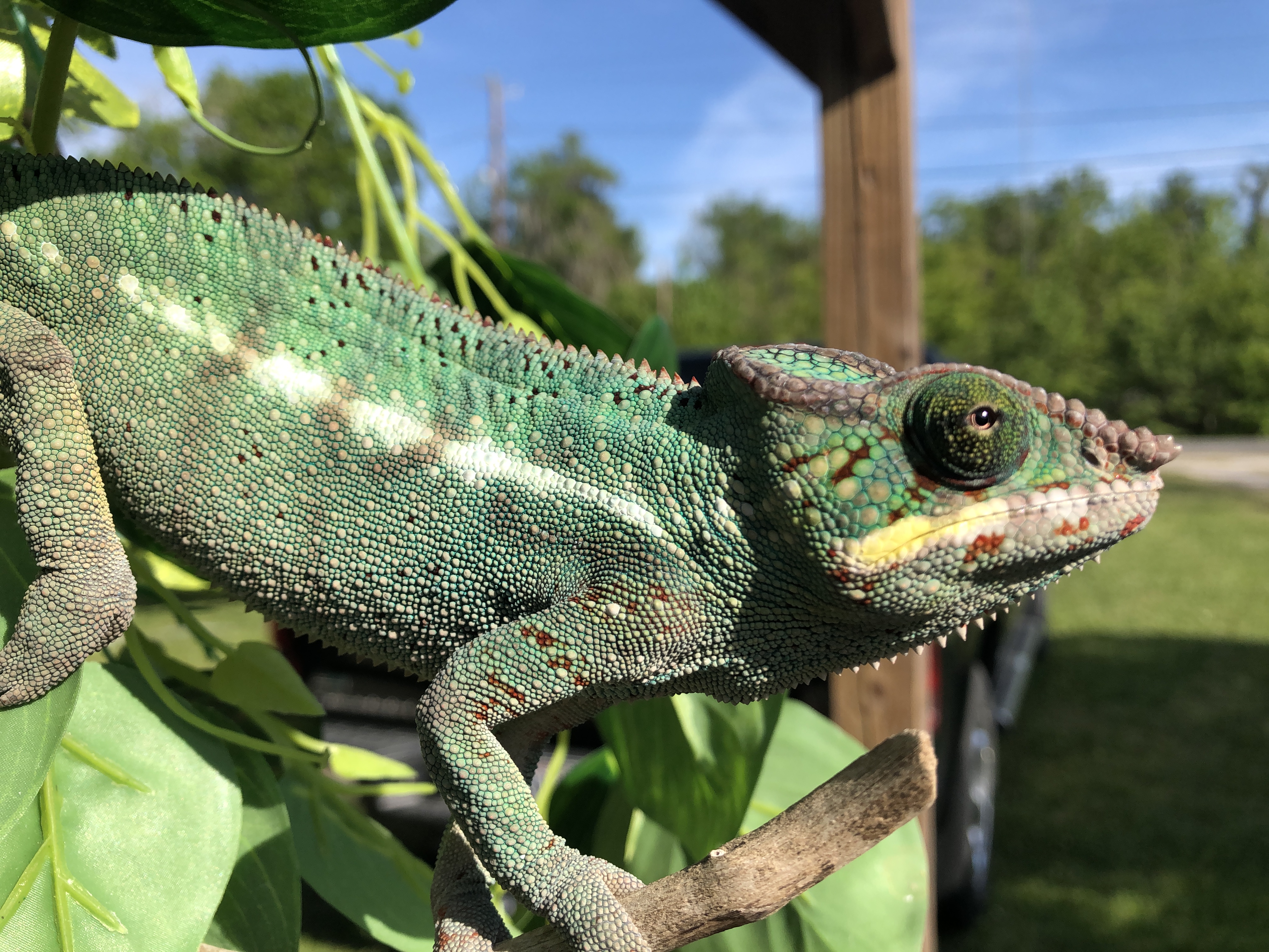 Roux in the Louisiana sun April 2019