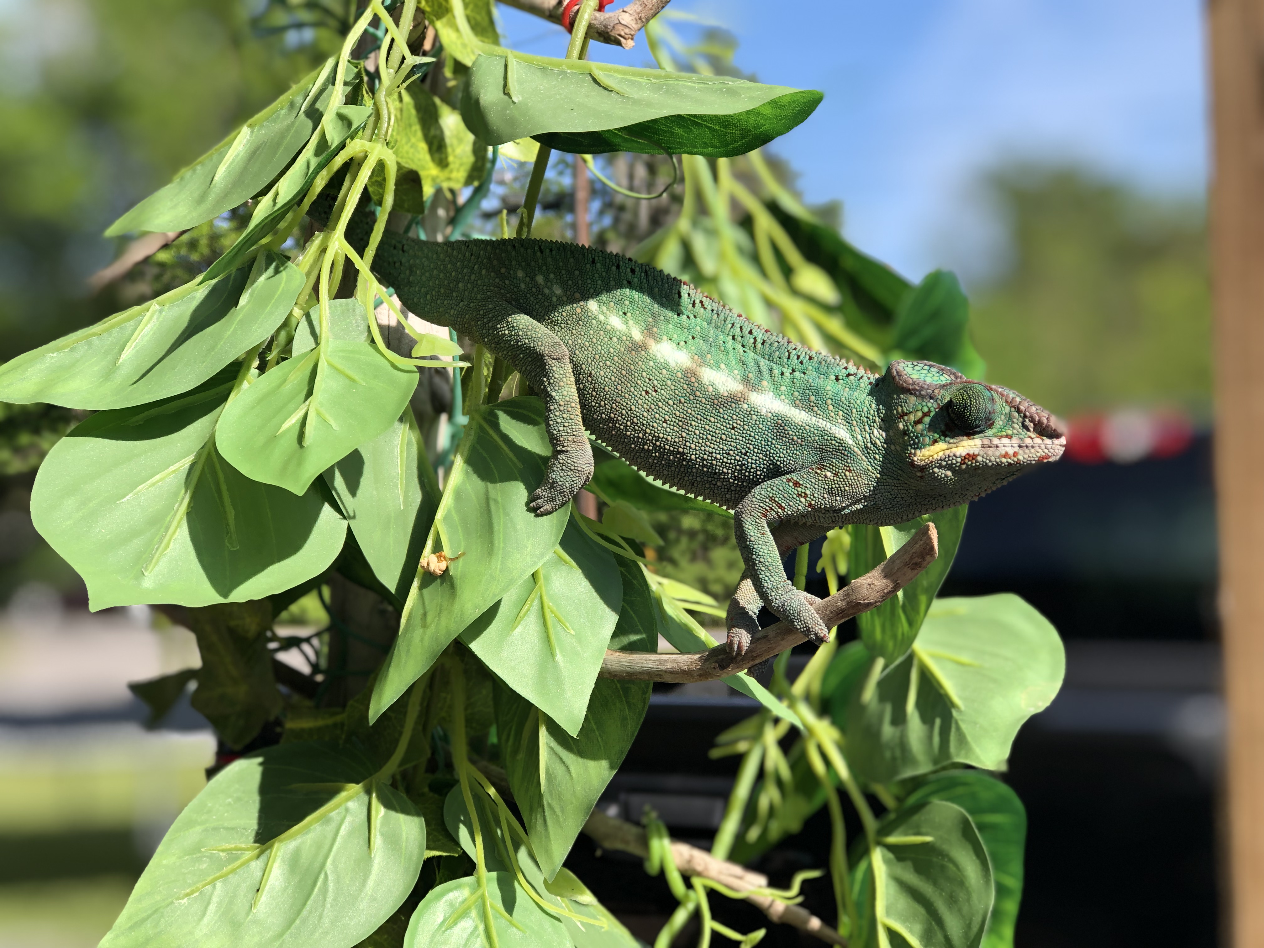 Roux in the Louisiana sun April 2019