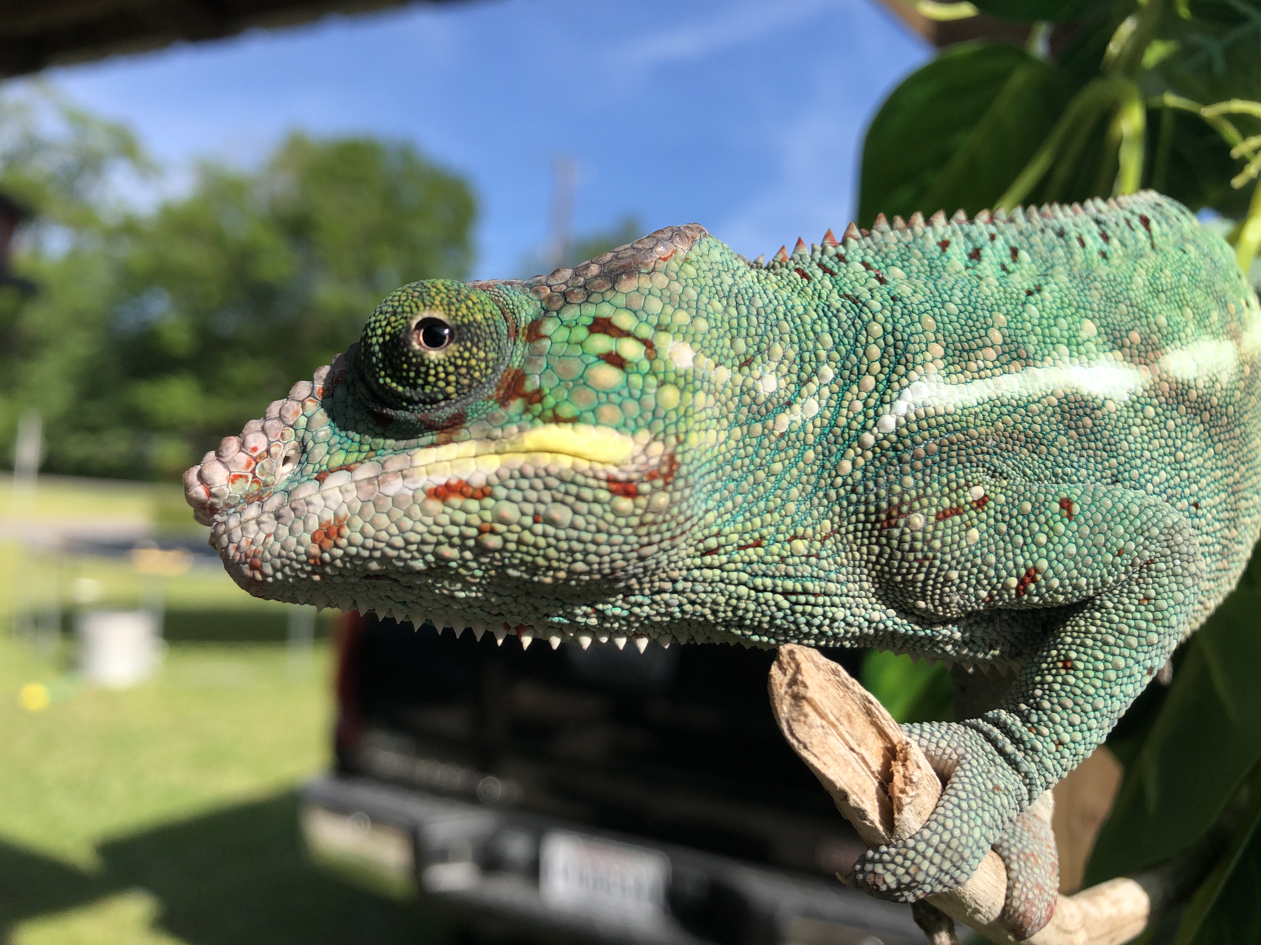 Roux in the Louisiana sun April 2019