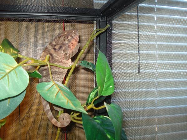 Ruby Ambilobe Female