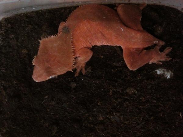 Ruby laying sherriffs eggs
