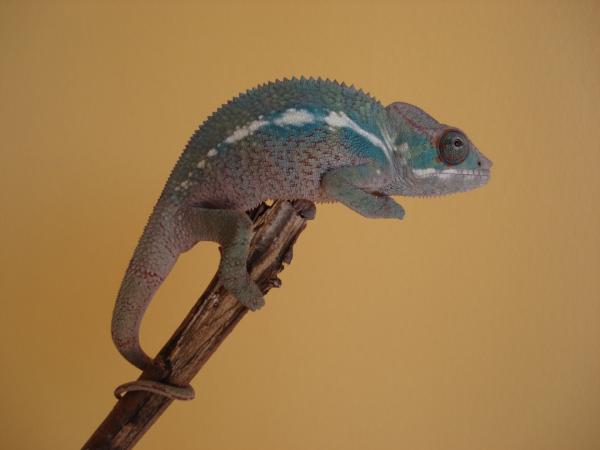 Rudo, Male Ambilobe, 4 months old.