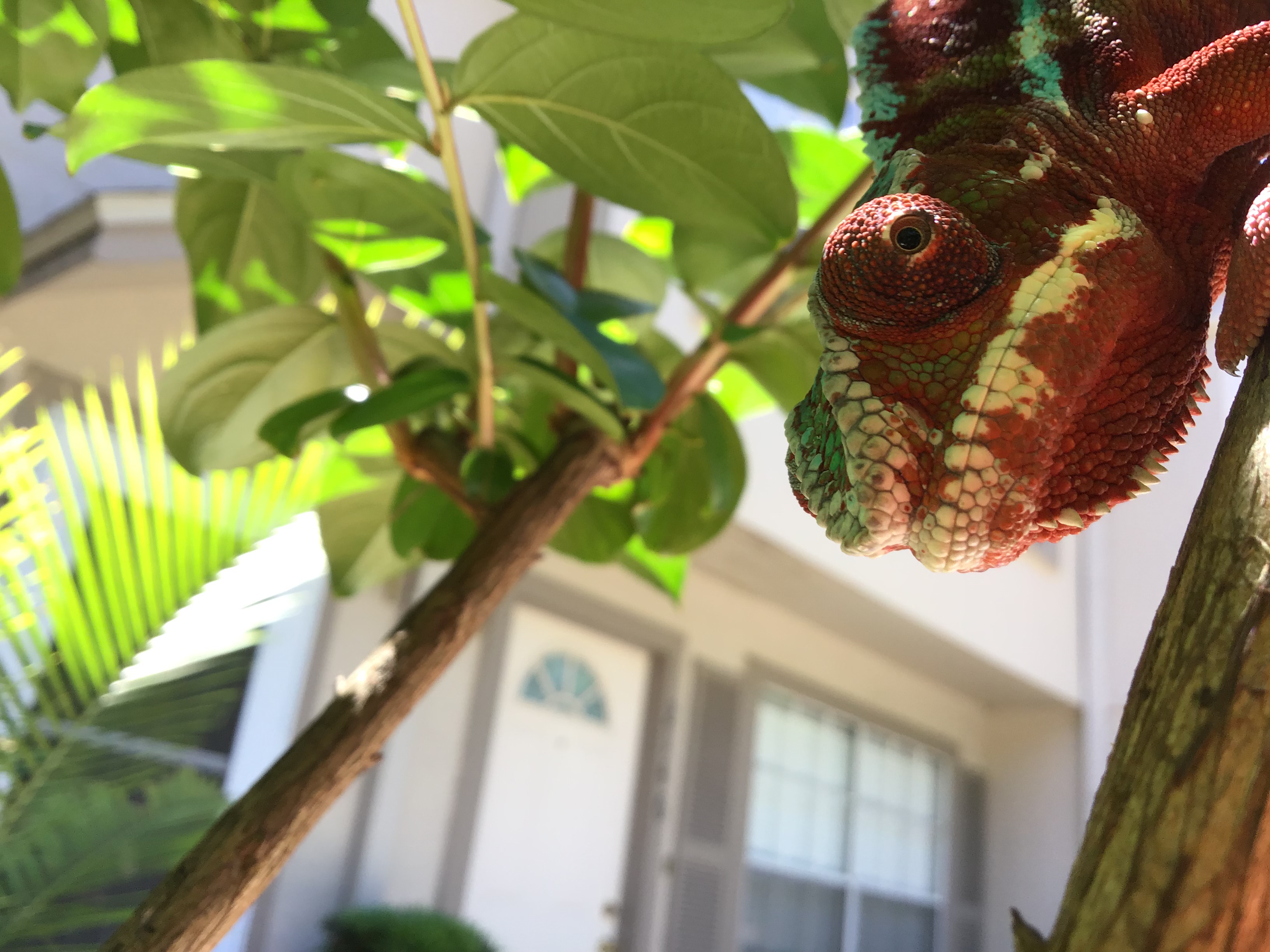 Rupee Saying Hi- Photo contest April