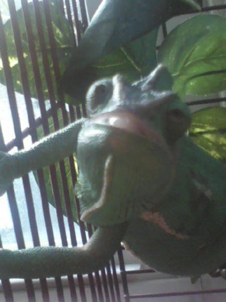 ruru