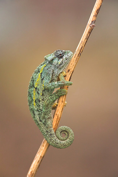 Ruwenzori Side Striped Chameleon - Chamaeleo Rudis