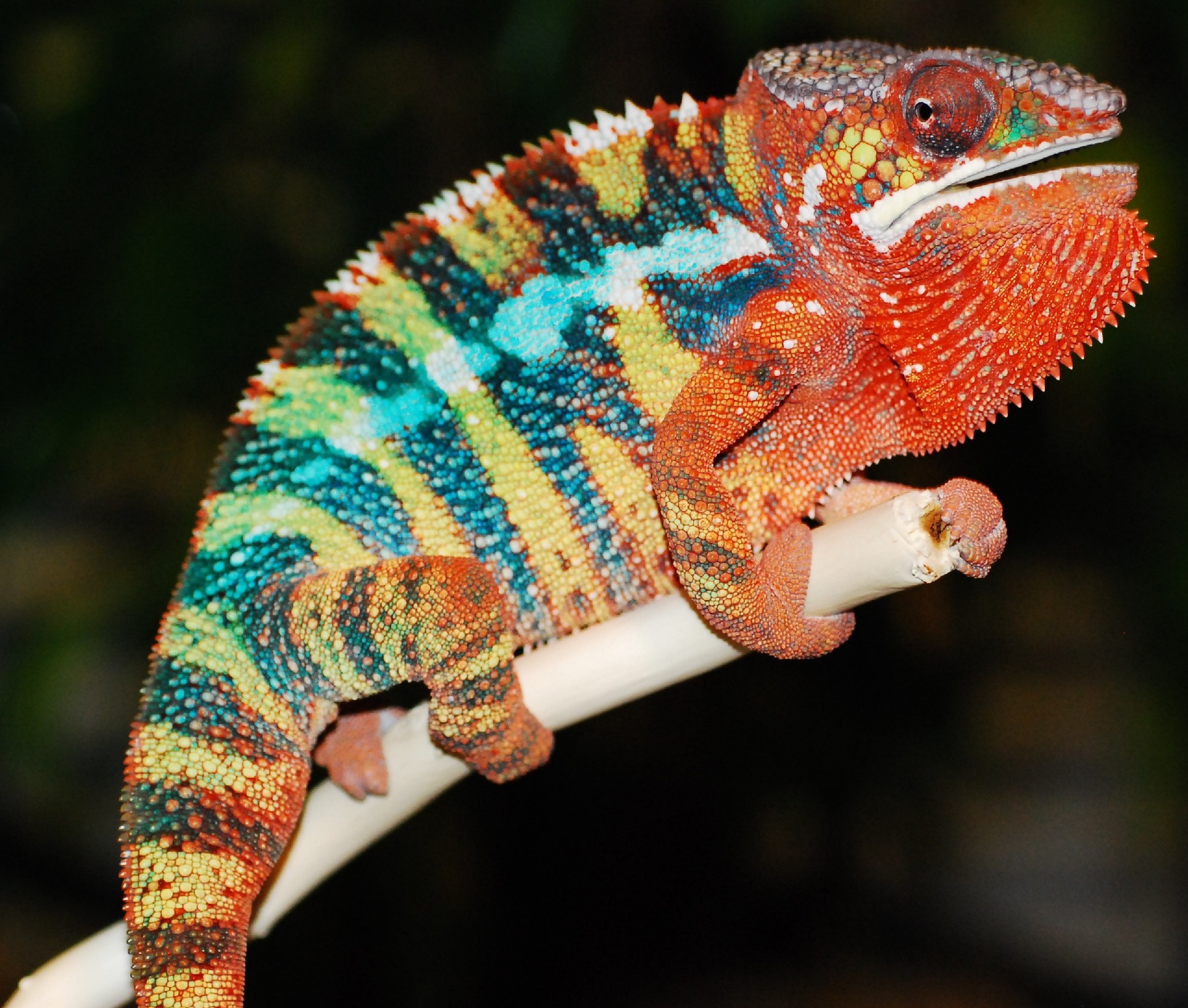 Ryu at 10 months Old.