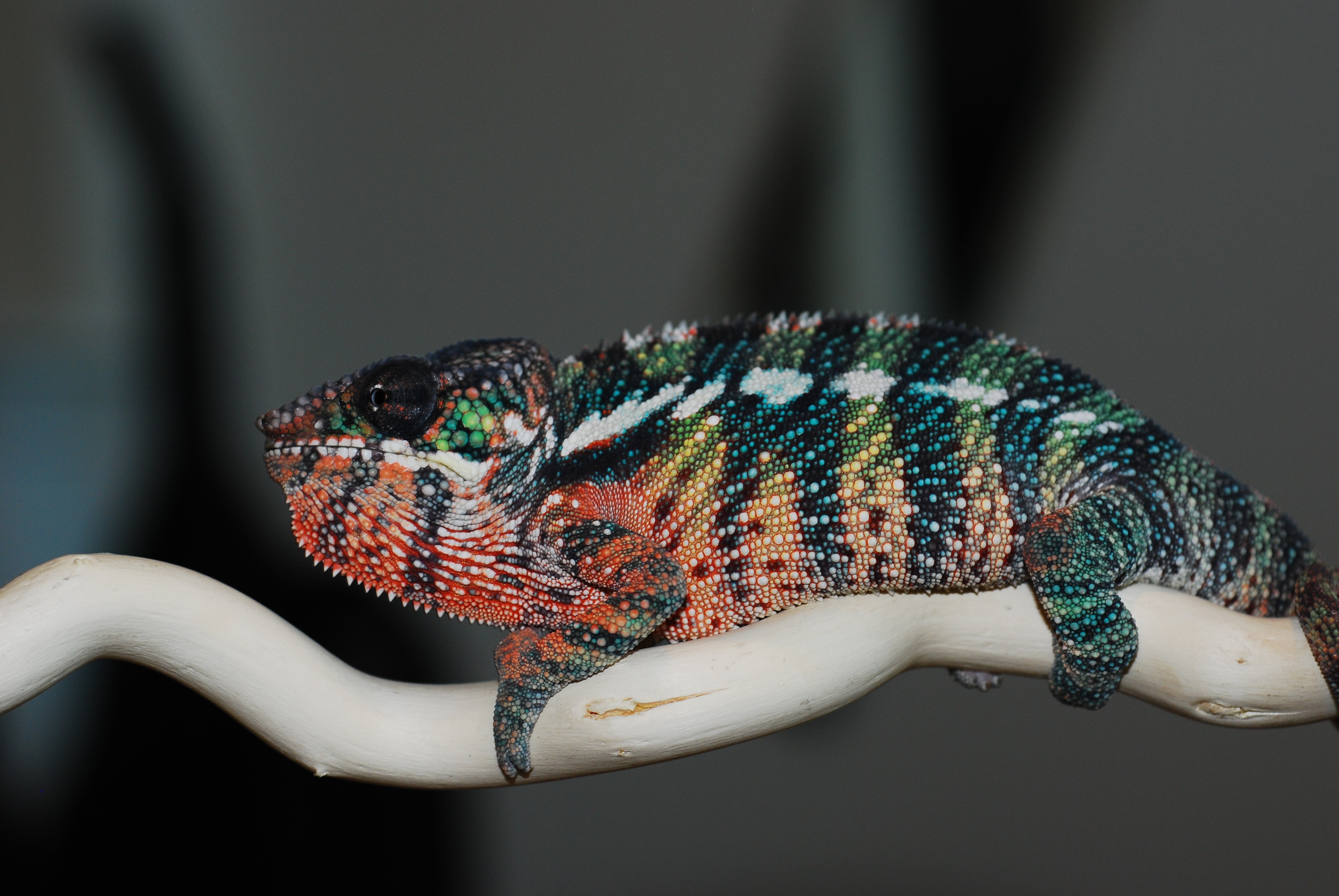 Ryu At 7 Months Old.