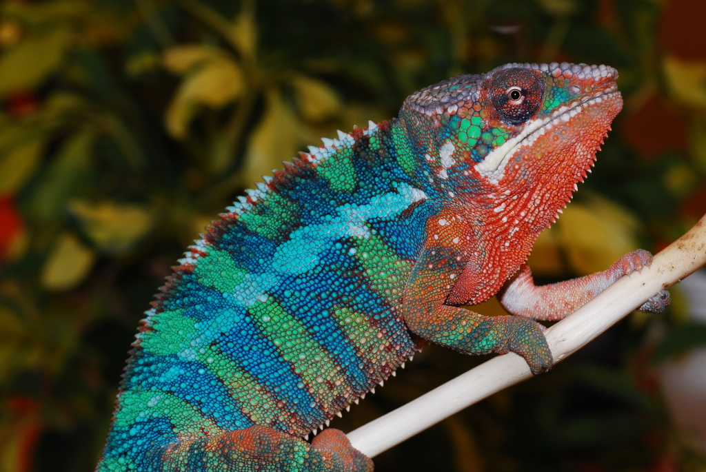 Ryu At 9 Months Old.