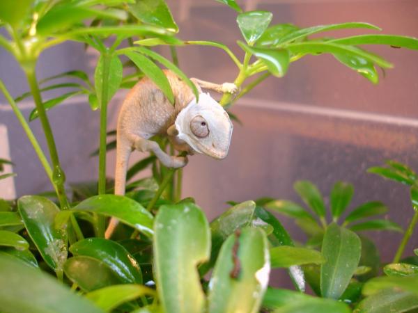 Sadie, female blue bar ambilobe