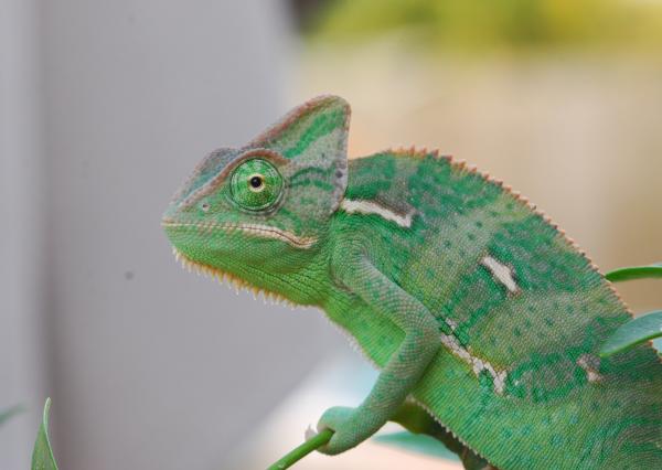 Sage 2 1/2 months old 15.4 grams  5/15/13  #004