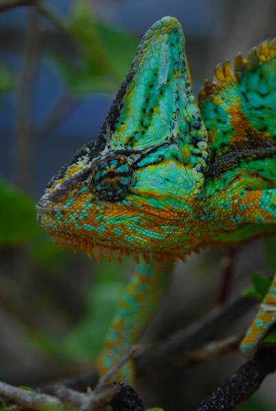 Sage 27 months old 217 grams 7/5/15   #132