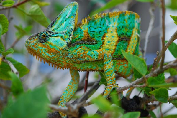 Sage 27 months old 217 grams 7/5/15   #179