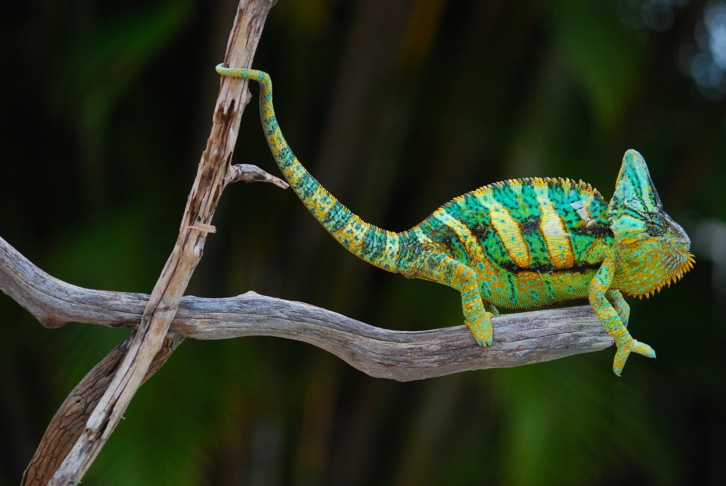 Sage 3 years old 3/20/16  #247