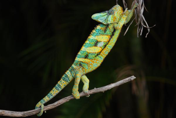 Sage just shy of two years old and 222 grams 3/22/15      #3261