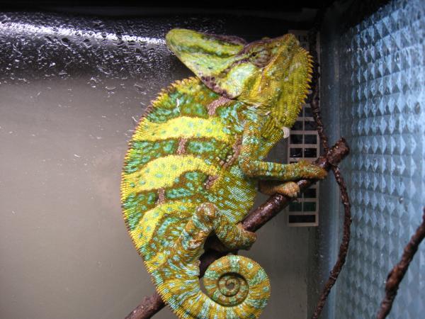 Saki after a few weeks in my care, in the glass terrarium he came to me in.