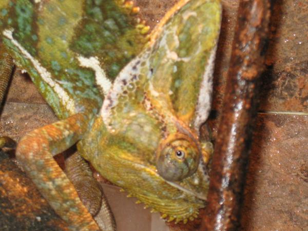 saki II pictures 003