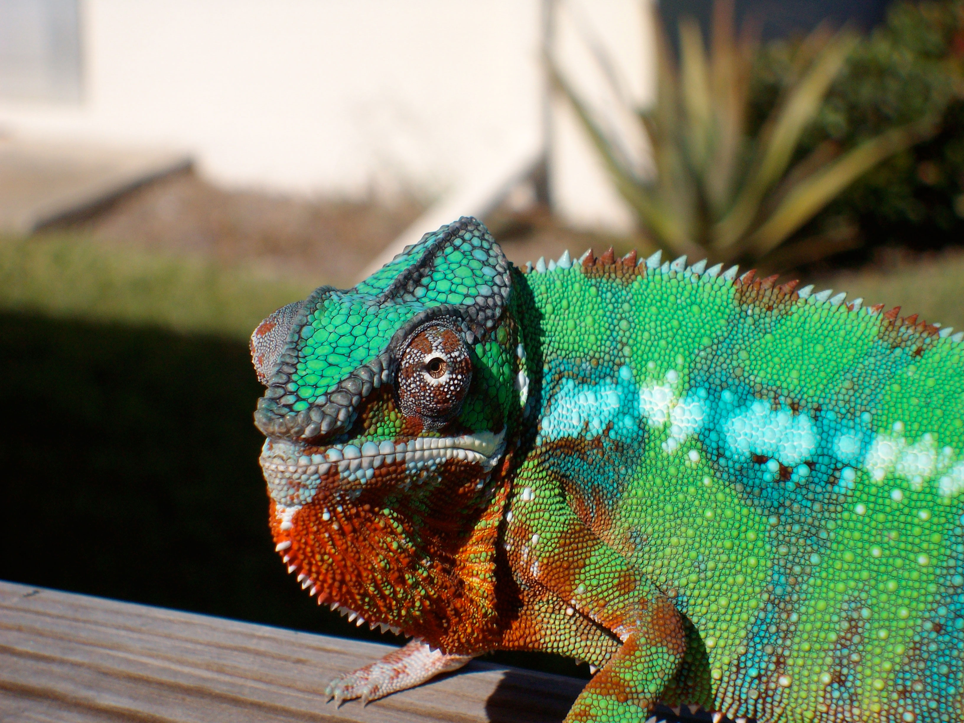 Salvador In The Florida Sun