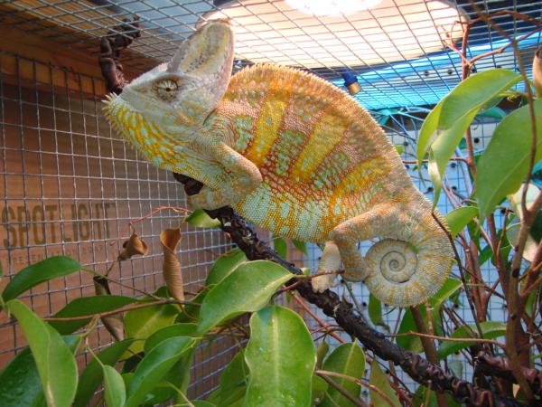 Sam in his old cage.