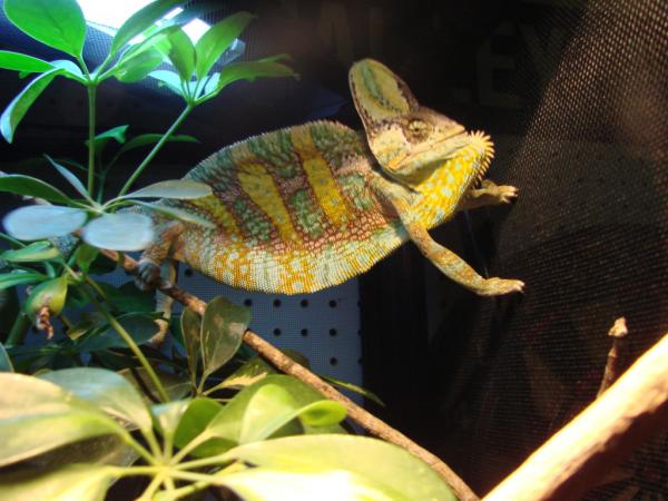 Sam showing off in his new cage.