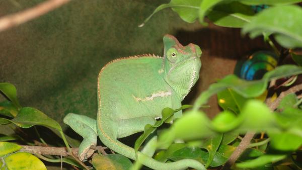 Samantha
At 11 months old