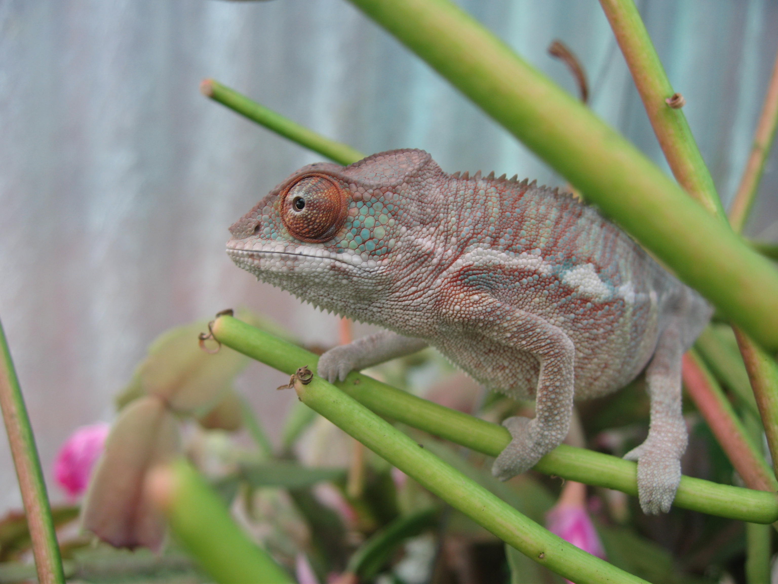 Sambatra checks out the greenhouse