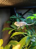 Sambava baby. Sired by the absolute favorite of my sambava breeders. This little guy displays some nice coloration already and is a possible future br