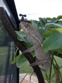 Sambava female. About four to five month old and displaying some very nice aquas.