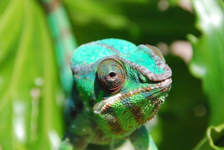 Sambava Male ("Don Diego")