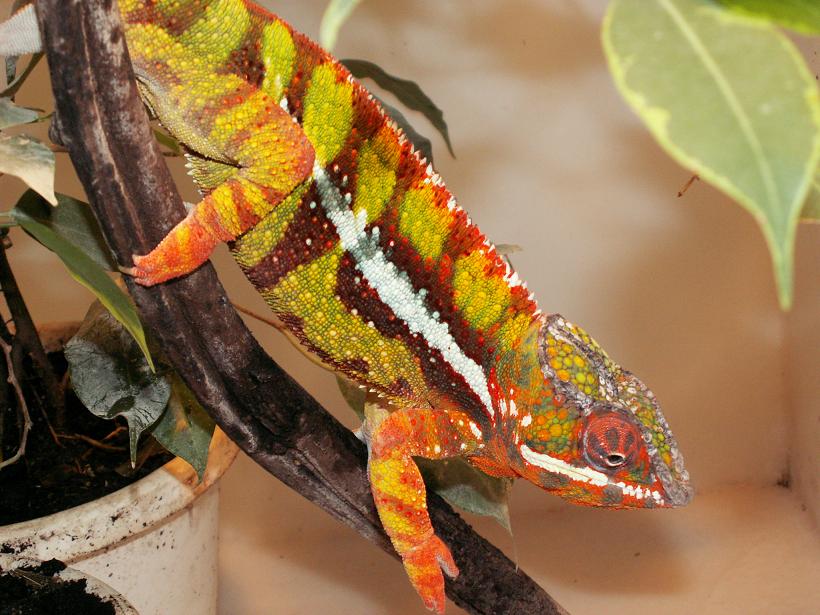 Sambava panther chameleon