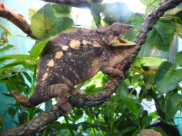 Sambava Panther female.  The normally docile Sirama showing off for the camera.  I normally don't mess with the gravid females, but I realized I didn'