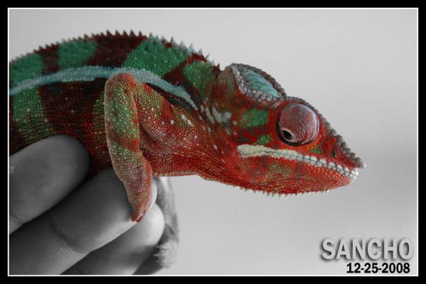 Sancho 2