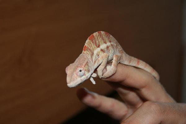Sancho at 4 months