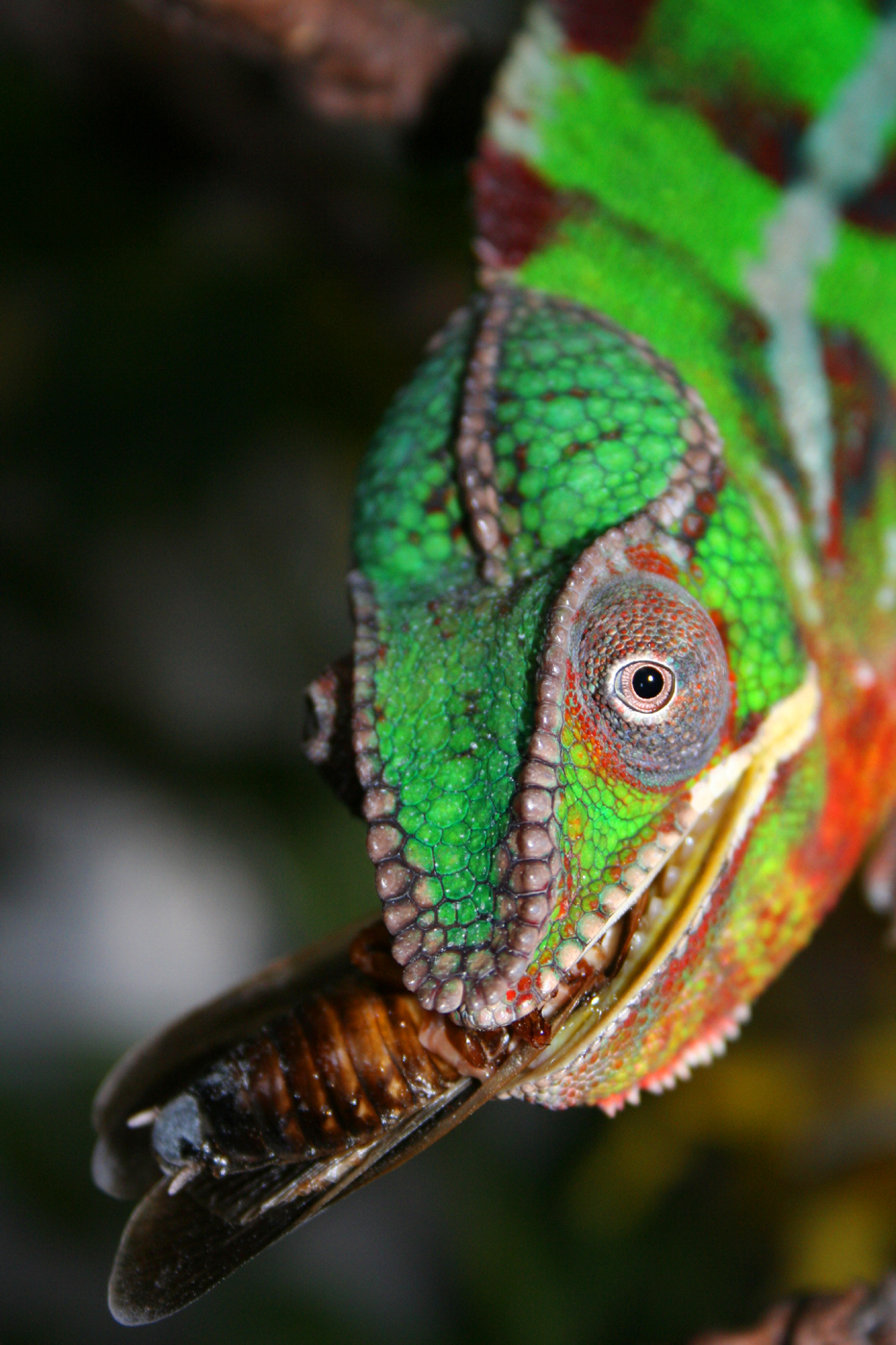 Sancho Enjoying A Dubia