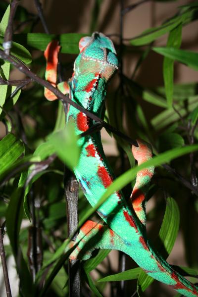 Sancho hanging out in the bamboo tree.