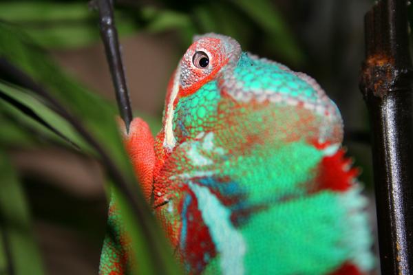 Sancho hanging out in the bamboo tree.