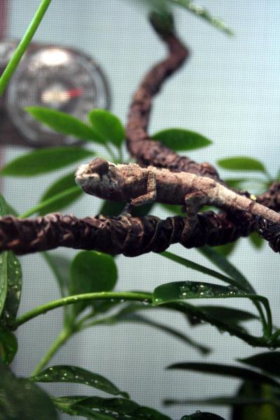 Sancho the day I got him! what a cute baby!