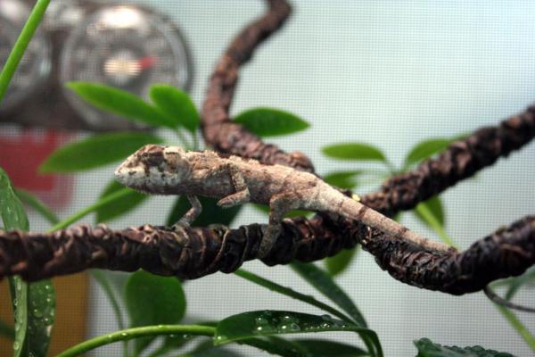 Sancho the day I got him! what a cute baby!