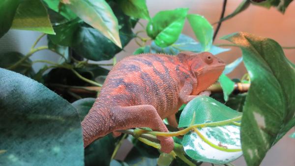 'Sarah' [July 4, 2014] (Female Nosy Faly)