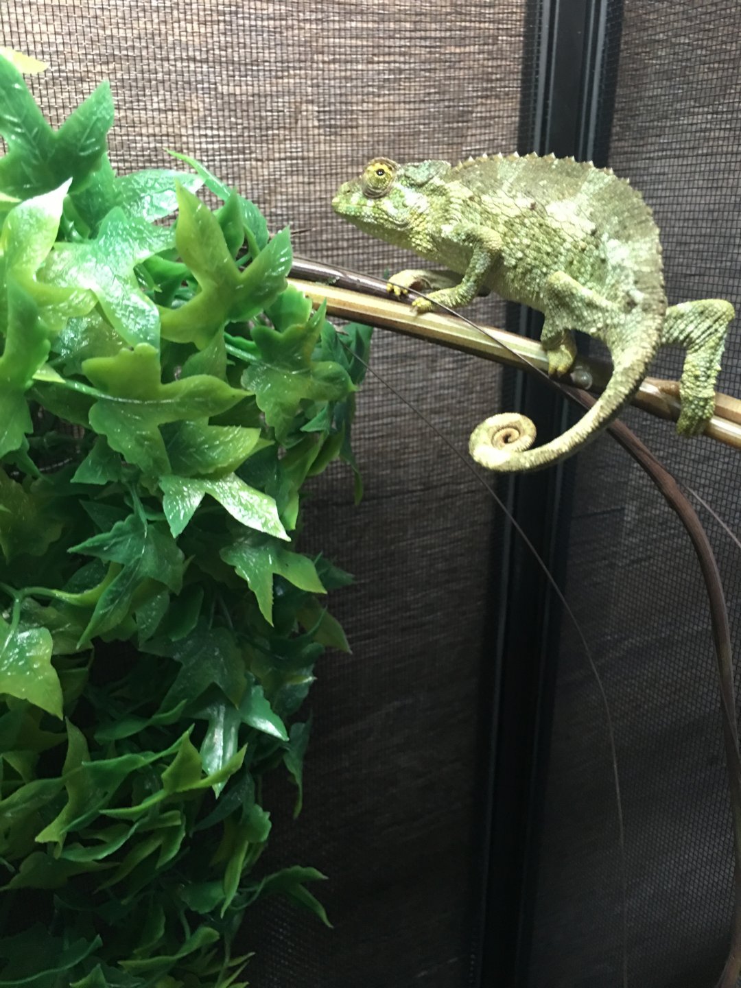 Say hello to karma | Chameleon Forums