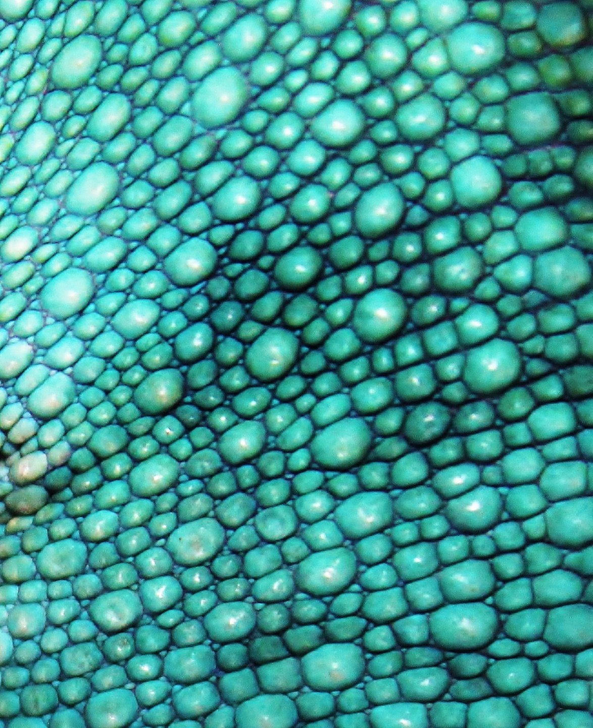 scales
