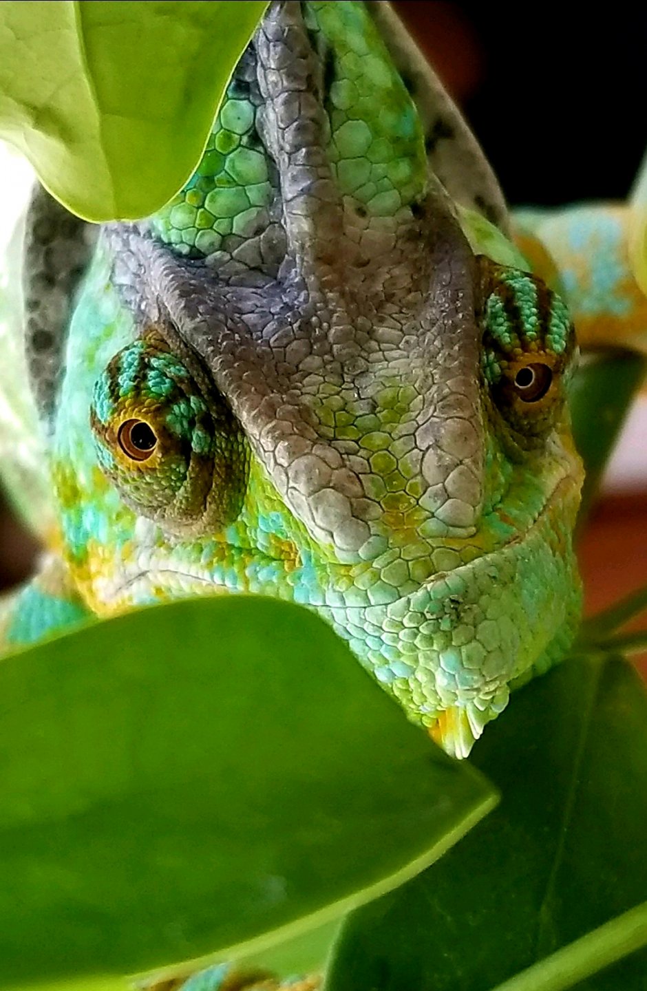 Scaley smiles from our veiled, Buddha ♡