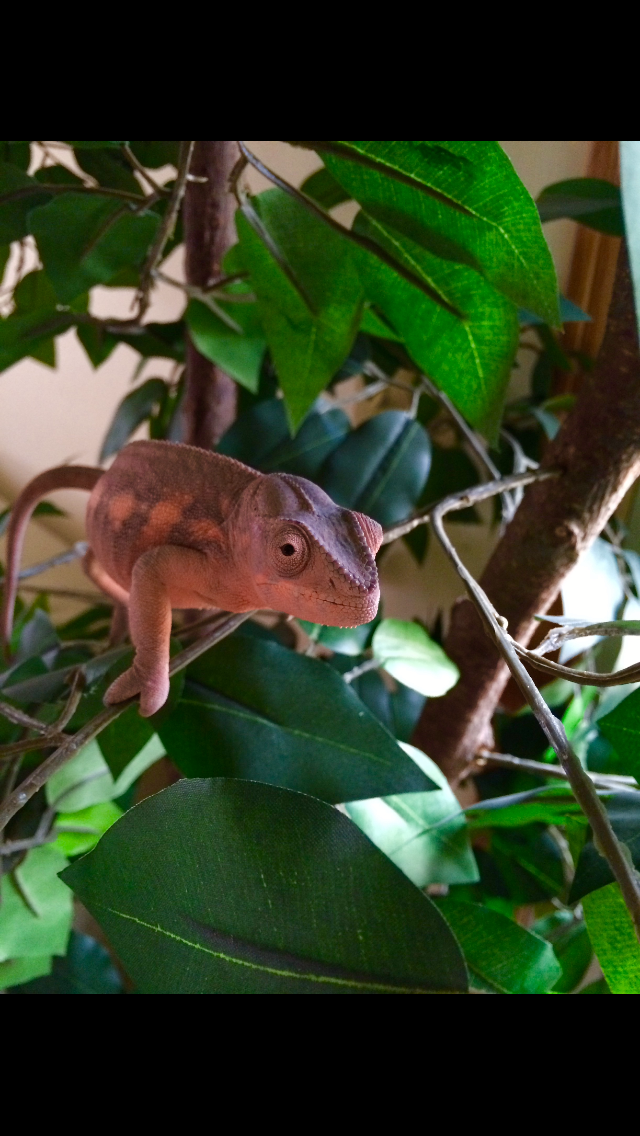 Scarlet playing in her tree